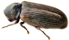 Anobium Punctatum de Geer