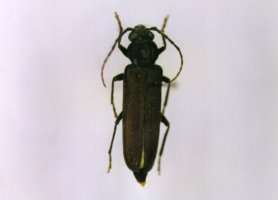 Arhopalus Rusticus l.