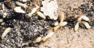 termites