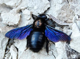 Xylocopa violacea L.