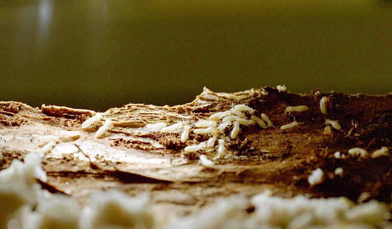 Reticulitermes (termites)