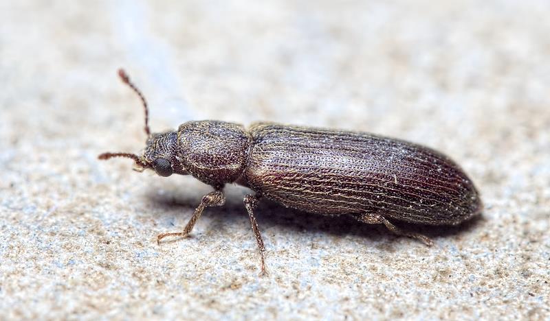 Lyctus brunneus