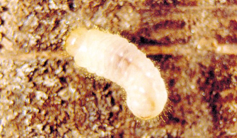 Larve de Lyctus